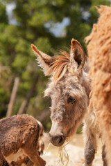 Fototapeta premium portrait of a donkey
