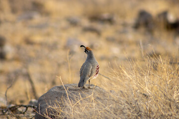 Quail sitting on a rock in Arizona