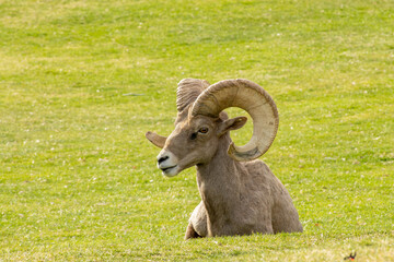 Big Horn Sheep in Henderson