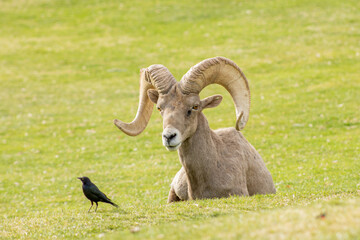 Big Horn Sheep in Henderson