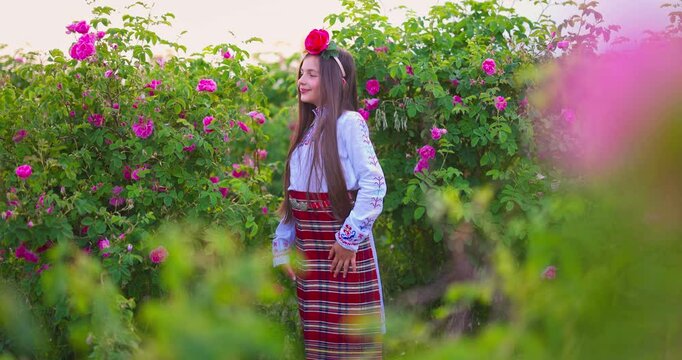 Bulgarian rose valley near Kazanlak, Bulgaria and girl in ethnic folklore clothing harvesting blooming oil-bearing roses at sunrise sunset