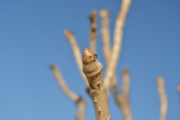 Closeup images of Aralia elata, a Korean medicinal tree, showing young shoots, flowers, black fruits, and leafless winter branches.

