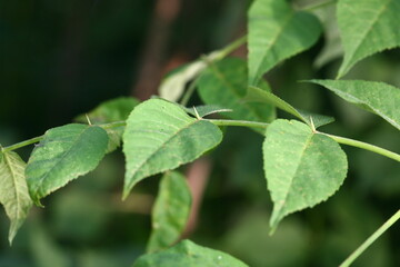 Closeup images of Aralia elata, a Korean medicinal tree, showing young shoots, flowers, black fruits, and leafless winter branches.

