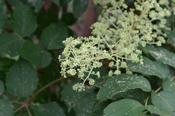 Closeup images of Aralia elata, a Korean medicinal tree, showing young shoots, flowers, black fruits, and leafless winter branches.

