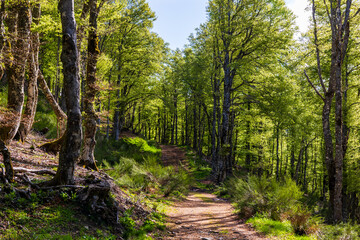 Hiking trail through the forest of Mandailles-Saint-Julien in the Cantal mountains