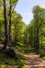 Hiking trail through the forest of Mandailles-Saint-Julien in the Cantal mountains