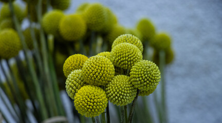 plants and flowers taken in Las Vegas