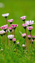 Fototapeta premium Delicate pink and white daisies in lush green grass