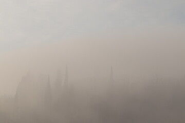 alberi nella nebbia in inverno