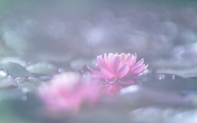 Pink lotus flower in the pond with soft focus and vintage tone