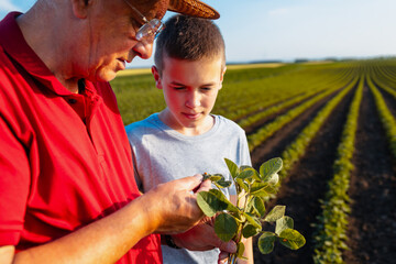 Senior farmer with his grandson standing in green soybean field showing pest on crop.