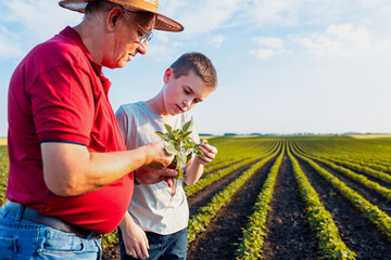 Senior farmer with his grandson standing in green soybean field showing pest on crop.