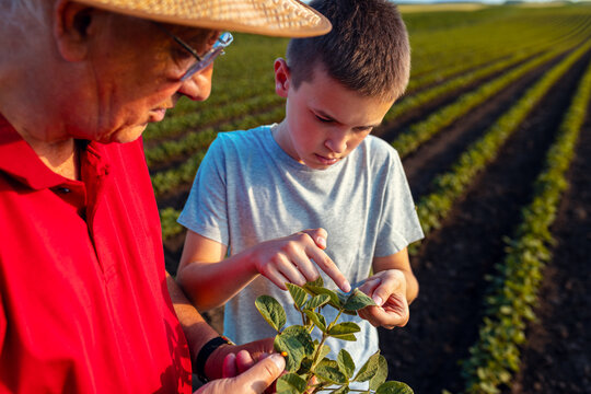 Senior farmer with his grandson standing in green soybean field showing pest on crop.