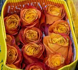 plants and flowers taken in Las Vegas