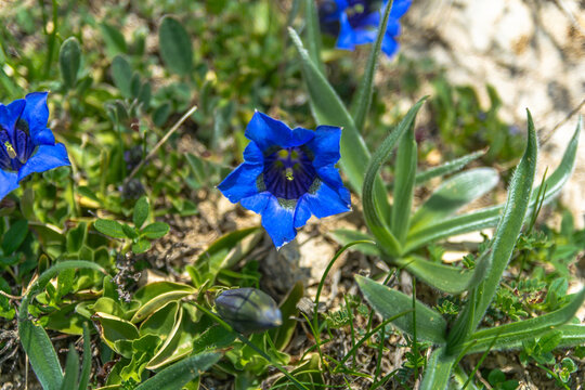 I fiori delle Alpi Cuneesi