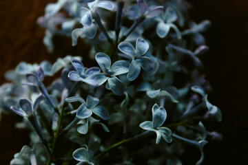 Bunch of small blooming flowers and soft buds dark style stock image   