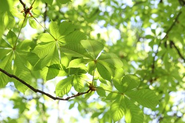 Beautiful tree crown with green leaves as background, closeup