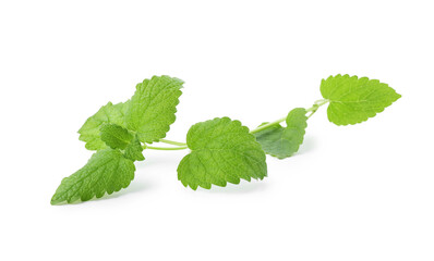 Fresh green lemon balm leaves isolated on white