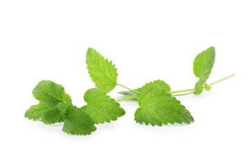 Fresh green lemon balm leaves isolated on white