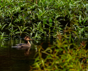 A non-breeding male Hooded Merganser enjoying a peaceful swim on a quiet pond.