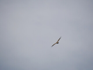 single vulture flying in cloudy sky with wings wide open