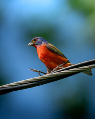 The most colorful bird in North America, a male Painted Bunting, landing on powerline and revealing the intricate details of its colorful, vibrant feathers against a backdrop of blue sky