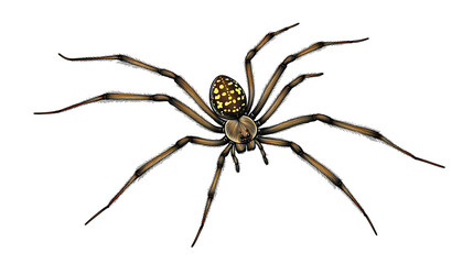 spider isolated on white background