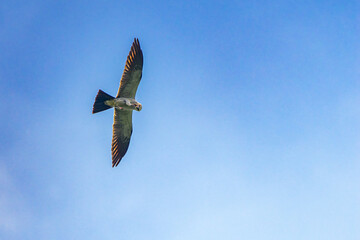 Mississippi Kite gracefully soaring with a newly captured insect, showcasing its hunting skills.