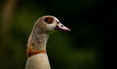 A close-up profile of an Egyptian goose with a blurred green background.