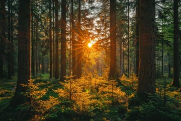 Fototapeta premium A mesmerizing view of sunlight piercing through tall trees in a dense forest, creating a serene atmosphere filled with vibrant nature and tranquility all around.
