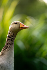 greylag geese standing in lush green grass with vibrant foliage in the background, captured in natural light.