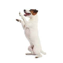 Cute dog playing on white background. Lovely pet