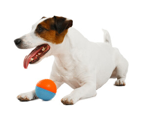 Cute dog playing with toy on white background. Lovely pet