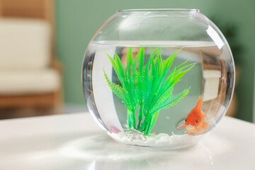 Gold fish swimming in aquarium with clean water on white table indoors, closeup