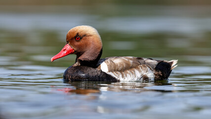Red-crested Pochard bird swimming in the lake