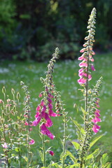Group of pink foxgloves in a garden