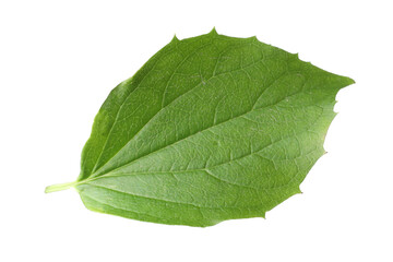 Obraz premium One green jasmine leaf isolated on white