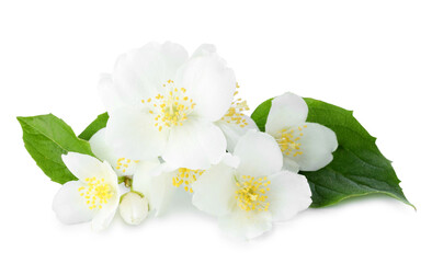 Beautiful jasmine buds with green leaves isolated on white