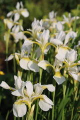 White iris sibirica or siberian iris in a garden