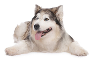 Beautiful Alaskan malamute dog on white background