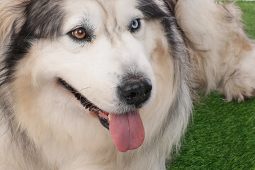 Beautiful Alaskan malamute dog on artificial grass, closeup
