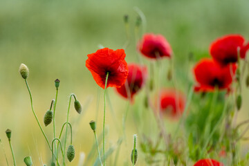 Beautiful Poppies Blooming In The Field With A Background Of Flowers