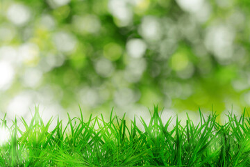 Lush green grass growing outdoors on sunny day. Bokeh effect