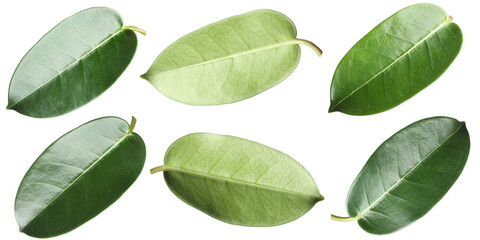 Fototapeta premium Many green leaves isolated on white, set