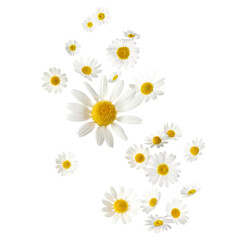 Beautiful chamomile flowers falling on white background