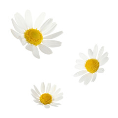 Beautiful chamomile flowers falling on white background