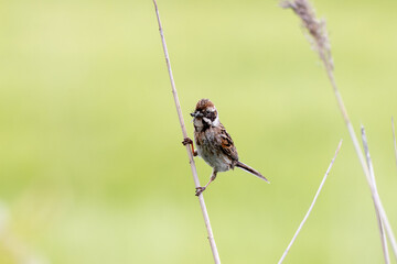 Female Reed Bunting Holds Insects In Beak To Feed Chicks