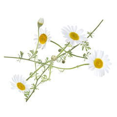 Beautiful chamomile flowers falling on white background
