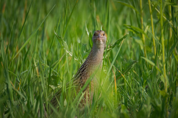 Close-up of an adult Corn Crake (Crex crex) standing in green grass, looking toward the camera lens on a sunny summer day. 