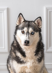 beautiful studio image of siberian husky dog with two different color eyes. 